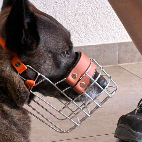 Hundeauslaufgebiet-PURPUR Dein Hund Deine Schule - Training ohne Umwege-Bild