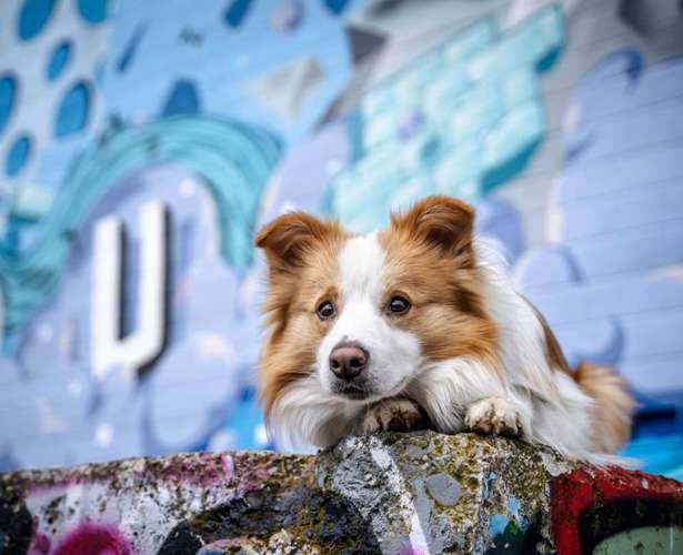 Hundeauslaufgebiet-Pfotografie MYK-Bild