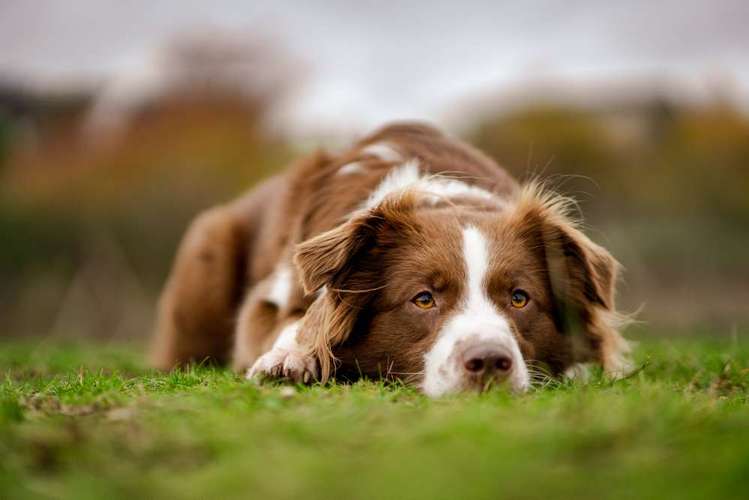 Hundeauslaufgebiet-Pfotografie MYK-Bild