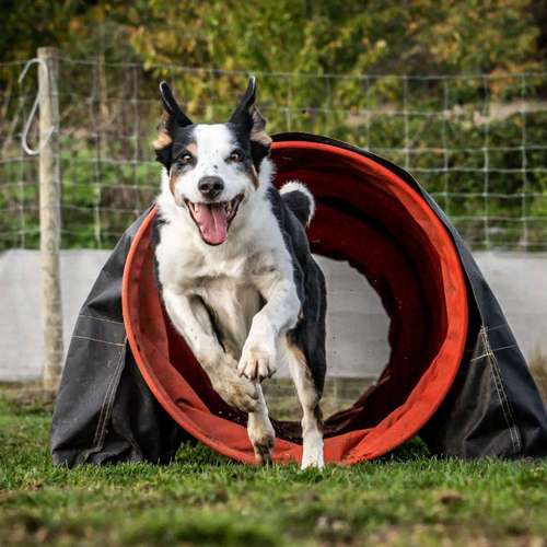 Hundeauslaufgebiet-Pfotografie MYK-Bild