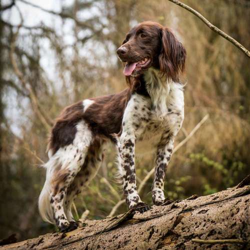 Hundeauslaufgebiet-Pfotografie MYK-Bild