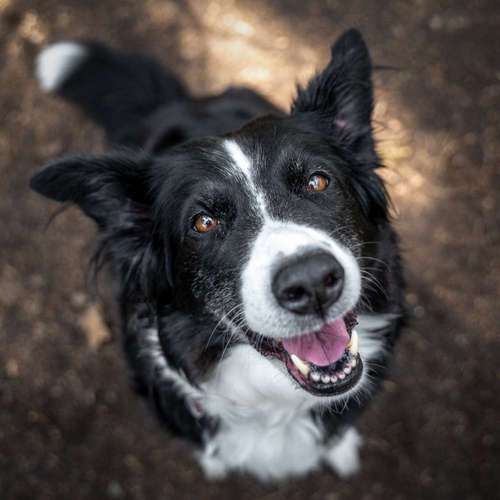 Hundeauslaufgebiet-Pfotografie MYK-Bild