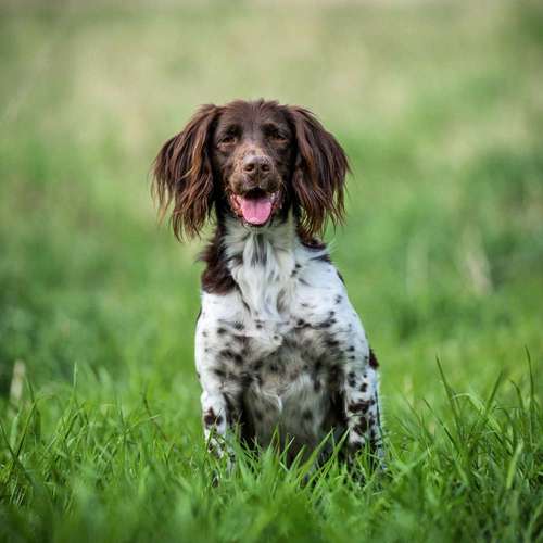 Hundeauslaufgebiet-Pfotografie MYK-Bild