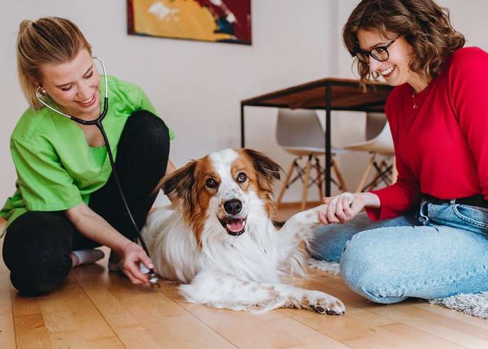 Hundeauslaufgebiet-felmo Mobiler Tierarzt Berlin-Bild