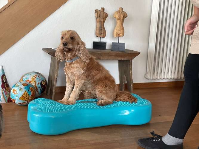 Hundeauslaufgebiet-mular pfotenphysio-Bild