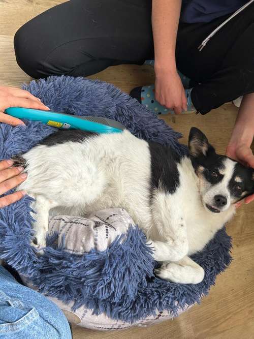 Hundeauslaufgebiet-4Pfoten Tiertherapie Alina Bauer-Bild