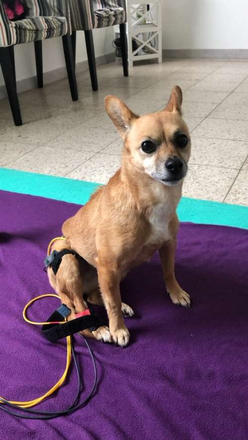 Hundeauslaufgebiet-4Pfoten Tiertherapie Alina Bauer-Bild