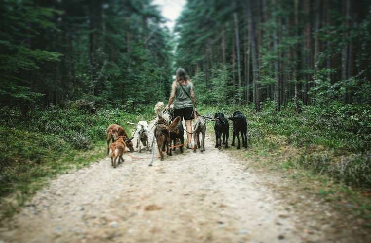 Hundeauslaufgebiet-Doglife-Bild