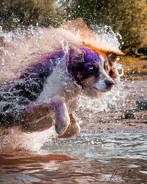 Hundeauslaufgebiet-Thomas Klemm-Bild