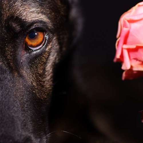 Hundeauslaufgebiet-Thomas Klemm-Bild