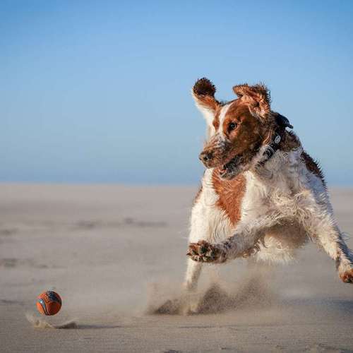 Hundeauslaufgebiet-Thomas Klemm-Bild