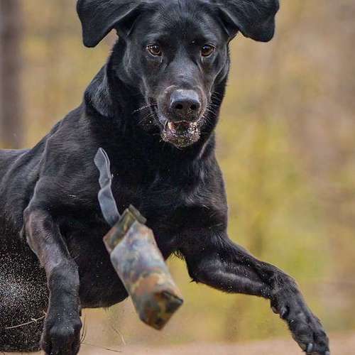 Hundeauslaufgebiet-Thomas Klemm-Bild