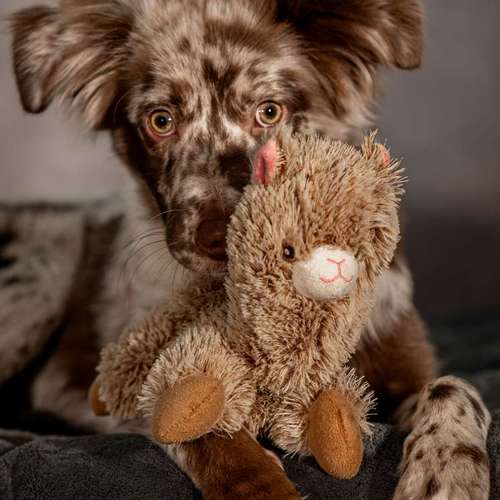 Hundeauslaufgebiet-Thomas Klemm-Bild