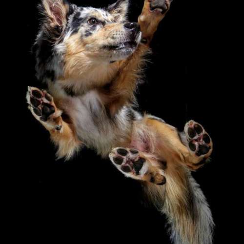 Hundeauslaufgebiet-Thomas Klemm-Bild