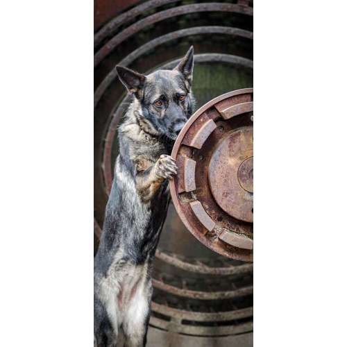 Hundeauslaufgebiet-Thomas Klemm-Bild