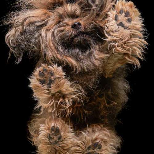 Hundeauslaufgebiet-Thomas Klemm-Bild