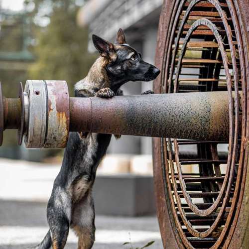 Hundeauslaufgebiet-Thomas Klemm-Bild