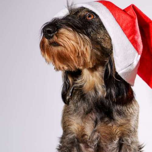 Hundeauslaufgebiet-Thomas Klemm-Bild