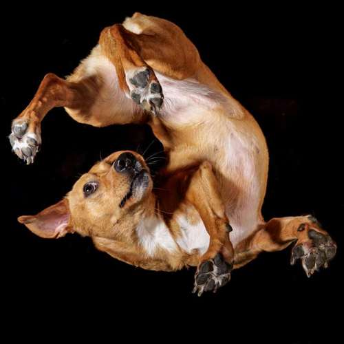 Hundeauslaufgebiet-Thomas Klemm-Bild