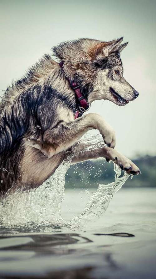 Hundeauslaufgebiet-Thomas Klemm-Bild