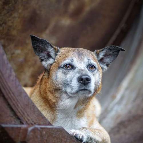 Hundeauslaufgebiet-Thomas Klemm-Bild
