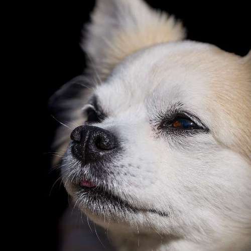 Hundeauslaufgebiet-Thomas Klemm-Bild