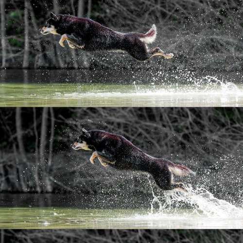 Hundeauslaufgebiet-Thomas Klemm-Bild