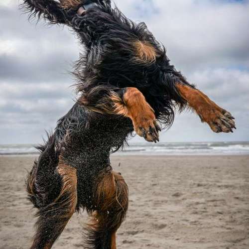 Hundeauslaufgebiet-Thomas Klemm-Bild