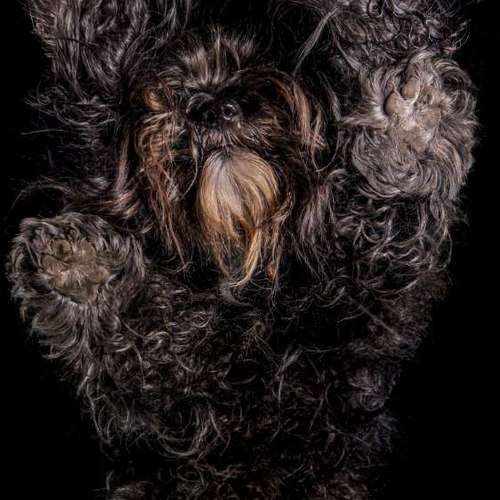 Hundeauslaufgebiet-Thomas Klemm-Bild