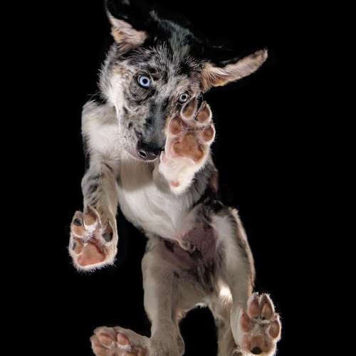 Hundeauslaufgebiet-Thomas Klemm-Bild