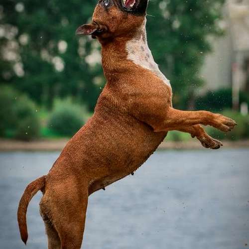 Hundeauslaufgebiet-Thomas Klemm-Bild