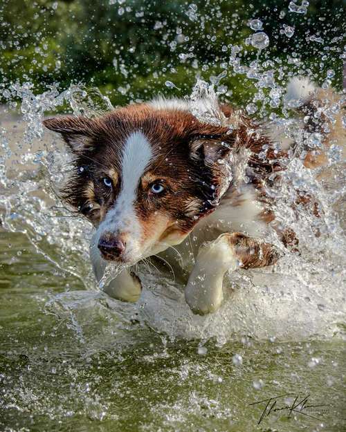 Hundeauslaufgebiet-Thomas Klemm-Bild