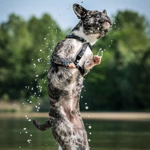 Hundeauslaufgebiet-Thomas Klemm-Bild