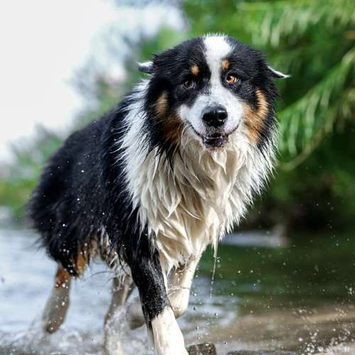 Hundeauslaufgebiet-Thomas Klemm-Bild