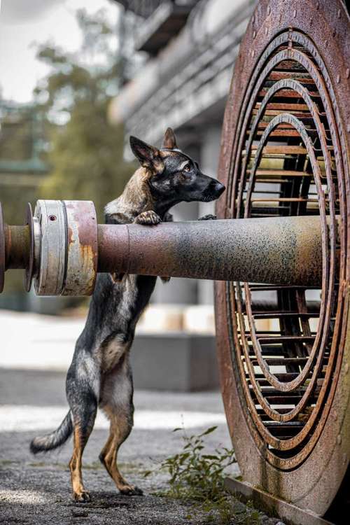 Hundeauslaufgebiet-Thomas Klemm-Bild