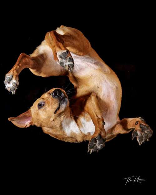 Hundeauslaufgebiet-Thomas Klemm-Bild