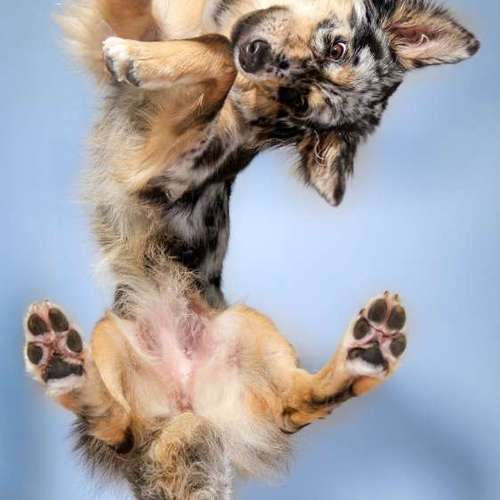 Hundeauslaufgebiet-Thomas Klemm-Bild