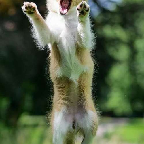 Hundeauslaufgebiet-Thomas Klemm-Bild