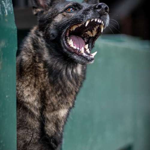 Hundeauslaufgebiet-Thomas Klemm-Bild