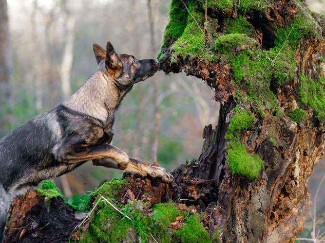 Hundeauslaufgebiet-Thomas Klemm-Bild