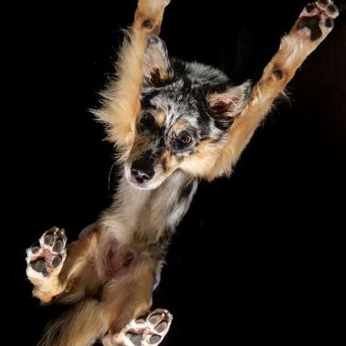 Hundeauslaufgebiet-Thomas Klemm-Bild