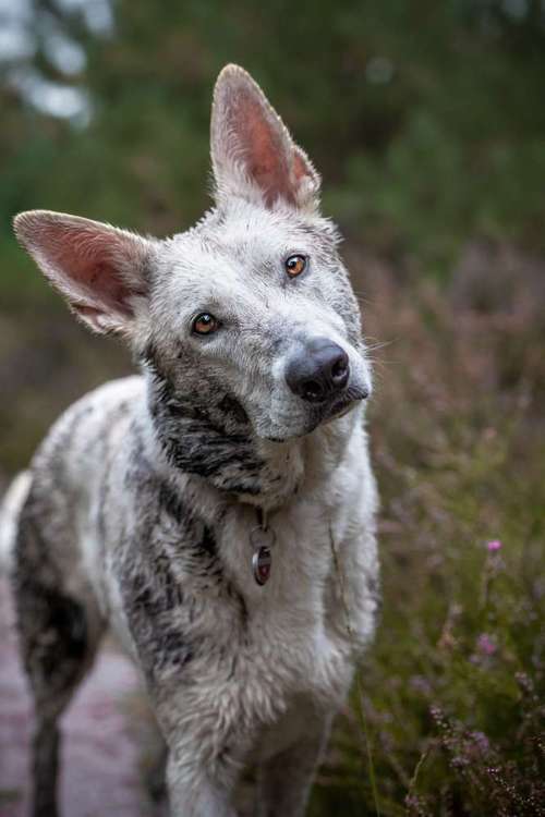 Hundeauslaufgebiet-Thomas Klemm-Bild