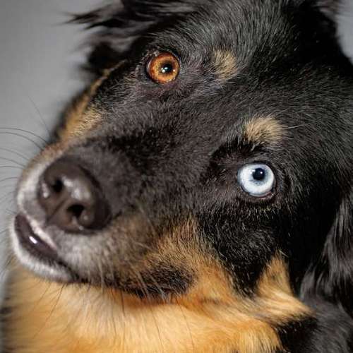 Hundeauslaufgebiet-Thomas Klemm-Bild