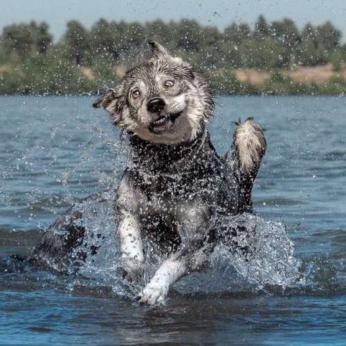 Hundeauslaufgebiet-Thomas Klemm-Bild