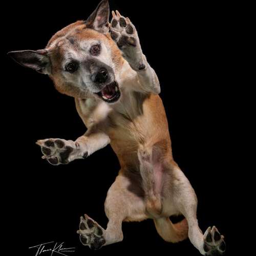 Hundeauslaufgebiet-Thomas Klemm-Bild