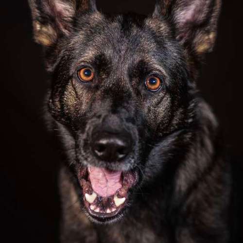 Hundeauslaufgebiet-Thomas Klemm-Bild