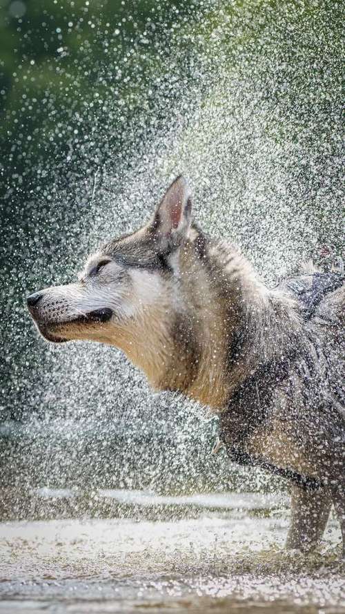 Hundeauslaufgebiet-Thomas Klemm-Bild