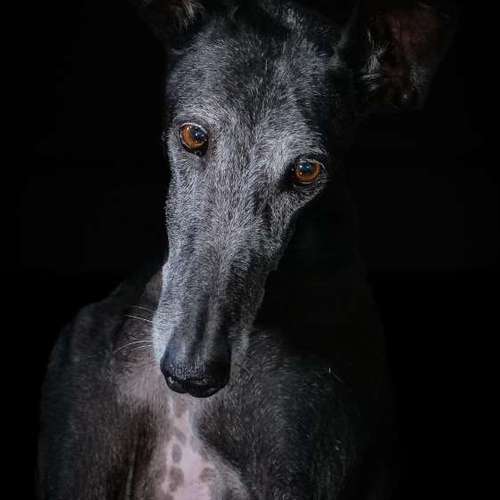 Hundeauslaufgebiet-Thomas Klemm-Bild