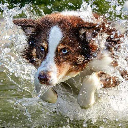 Hundeauslaufgebiet-Thomas Klemm-Bild