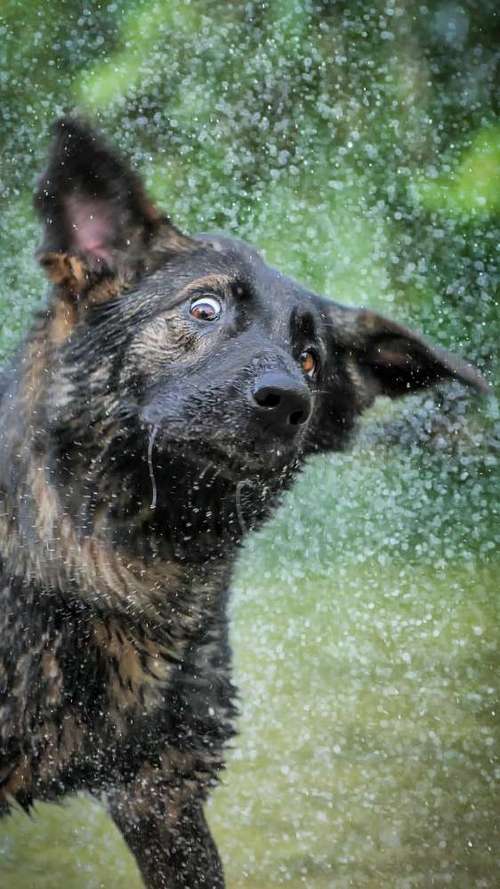 Hundeauslaufgebiet-Thomas Klemm-Bild